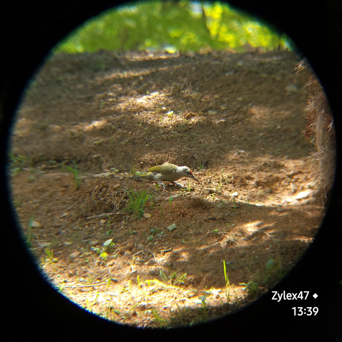 Gray-headed Woodpecker (Gray-headed) - ML619976837