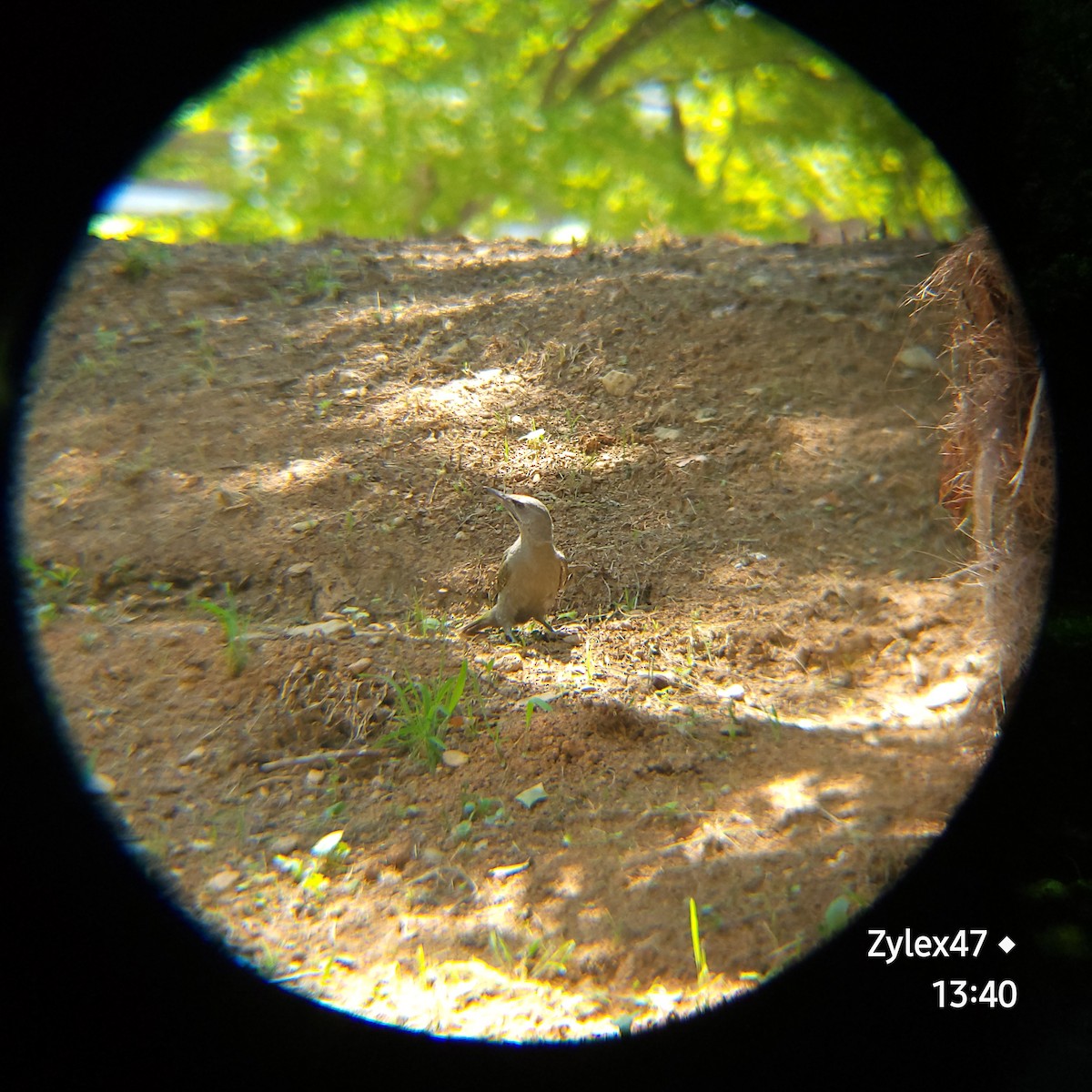 Gray-headed Woodpecker (Gray-headed) - ML619976838