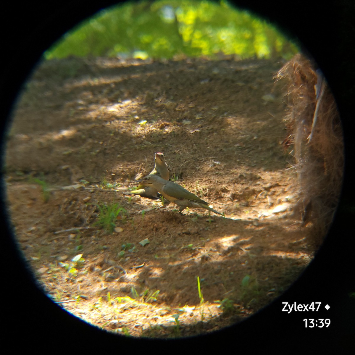 Gray-headed Woodpecker (Gray-headed) - ML619976840