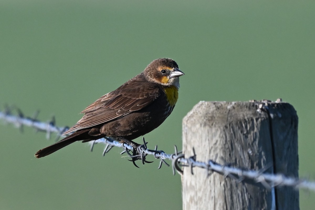 Yellow-headed Blackbird - ML619976864