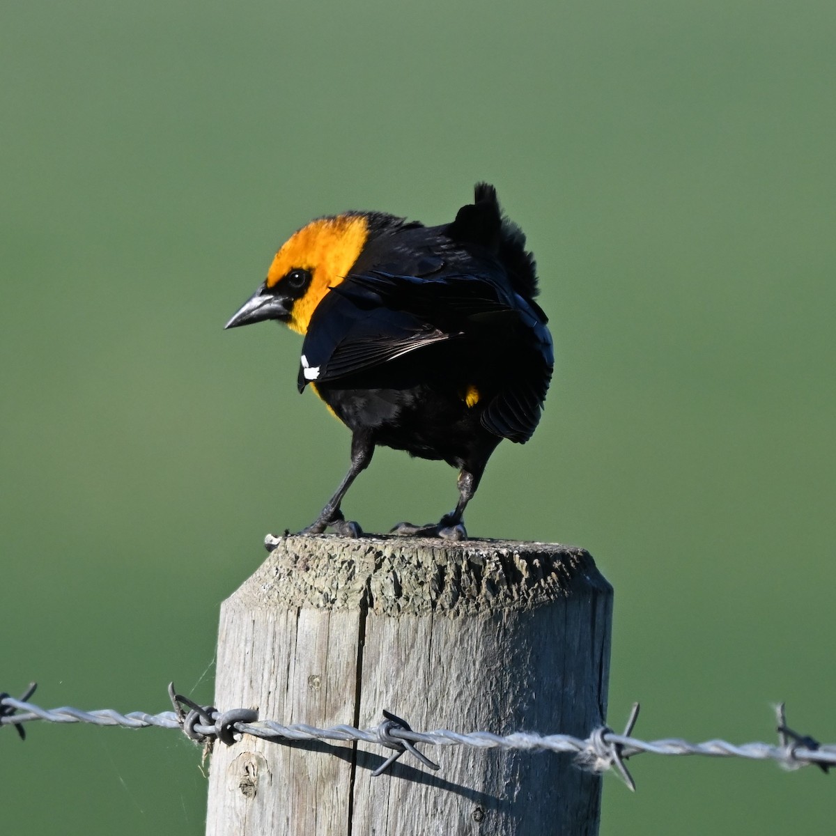Yellow-headed Blackbird - ML619976866