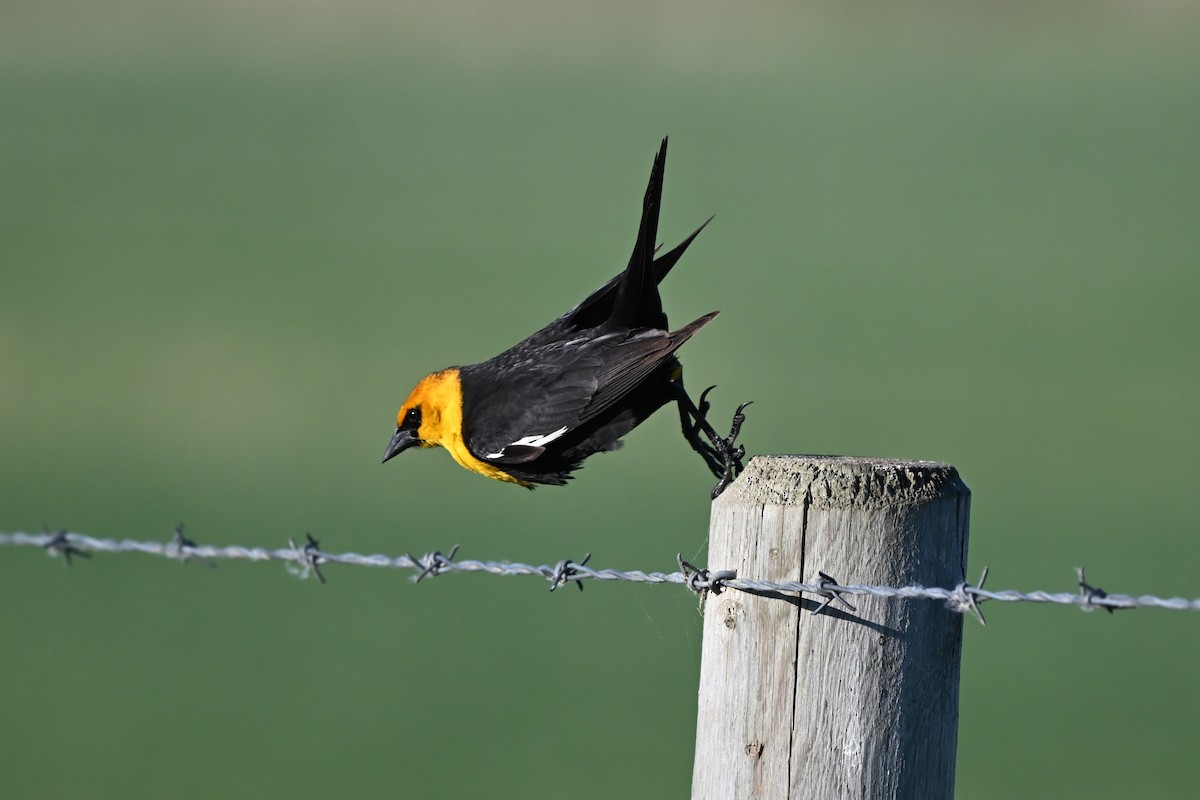 Yellow-headed Blackbird - ML619976868