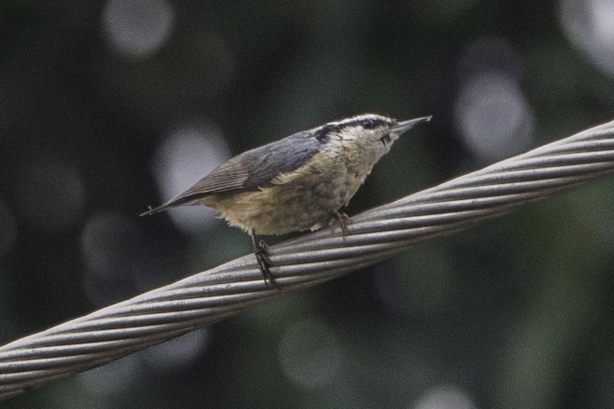 Red-breasted Nuthatch - ML619976881