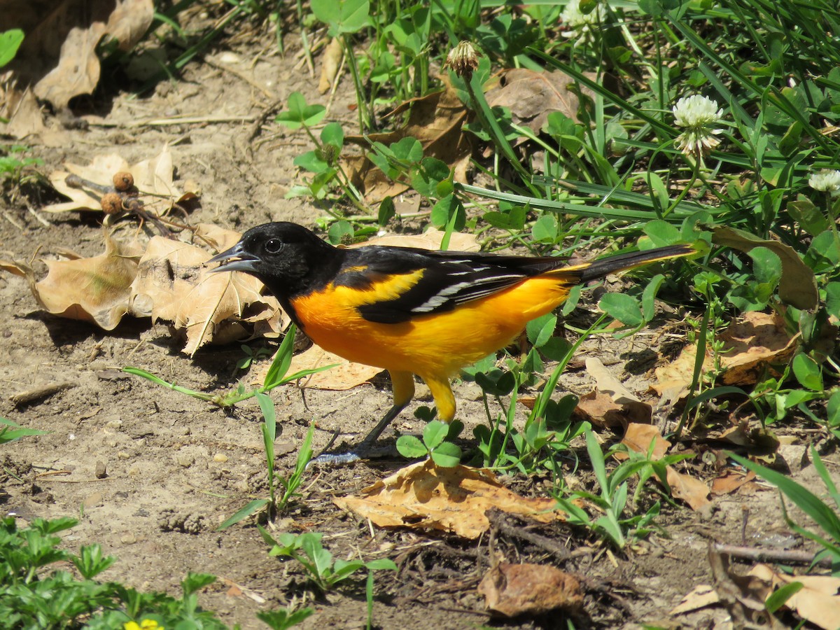 Baltimore Oriole - ML619976885