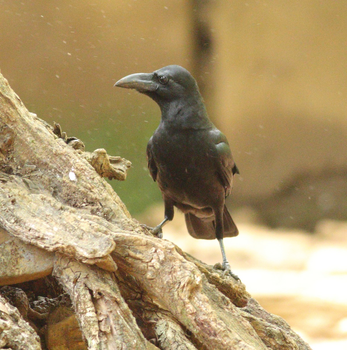 Large-billed Crow (Indian Jungle) - ML619976889