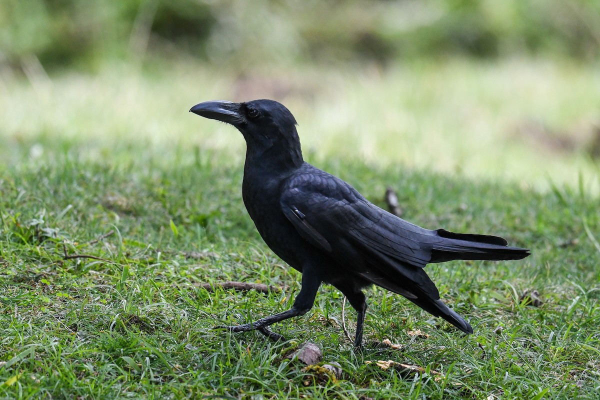 Large-billed Crow - ML619976894