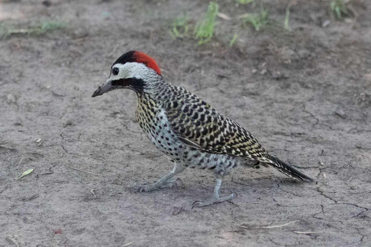 Green-barred Woodpecker - ML619976913