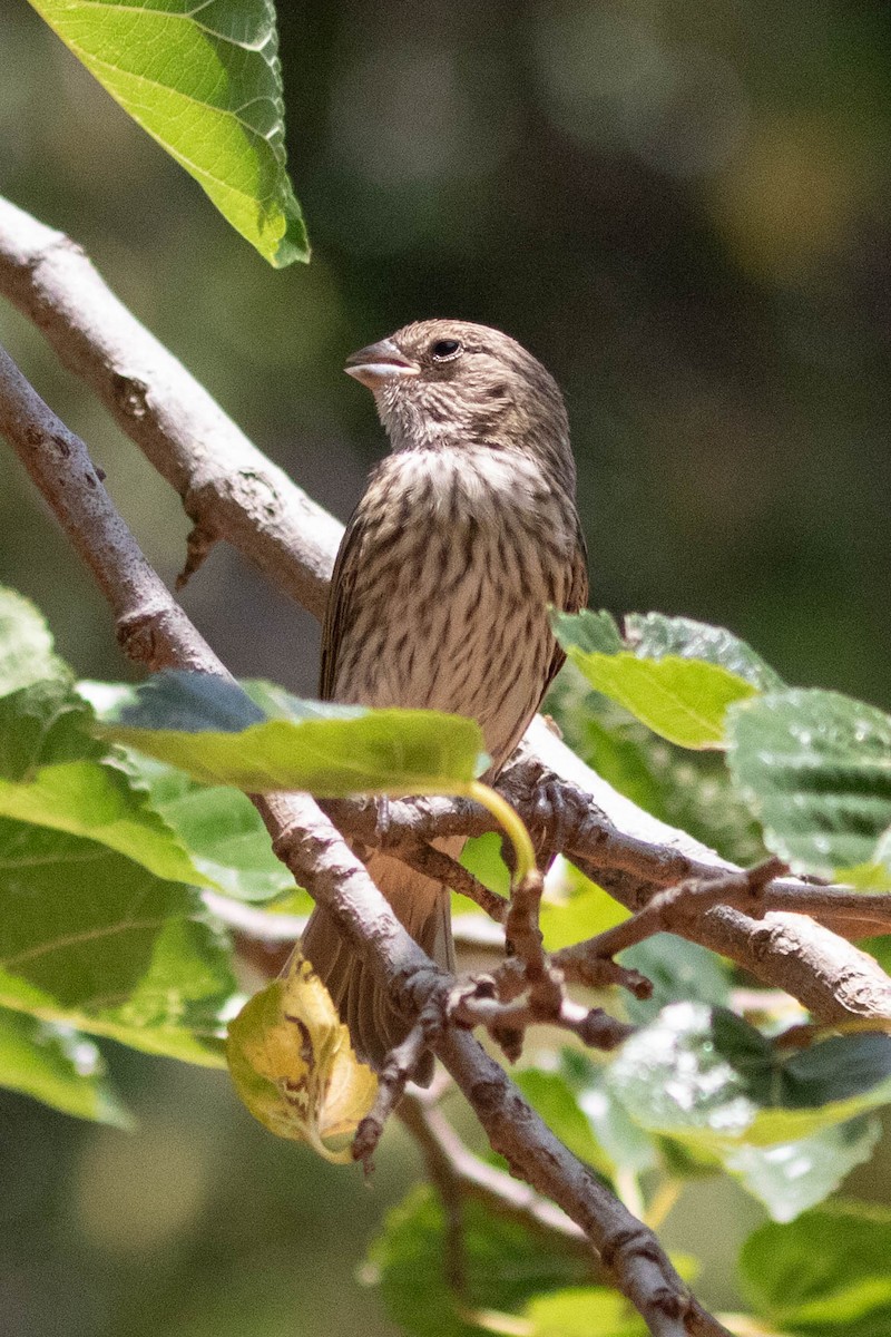 Grassland Sparrow - ML619976922