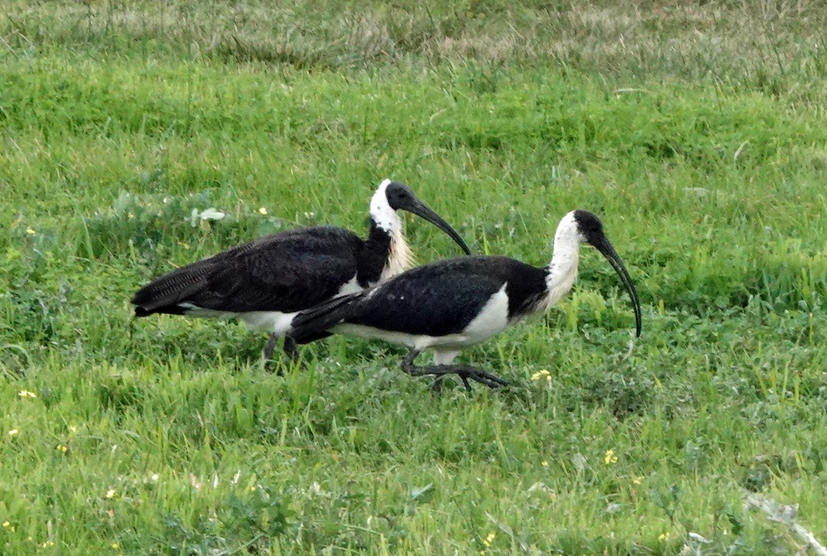 ibis slámokrký - ML619976923