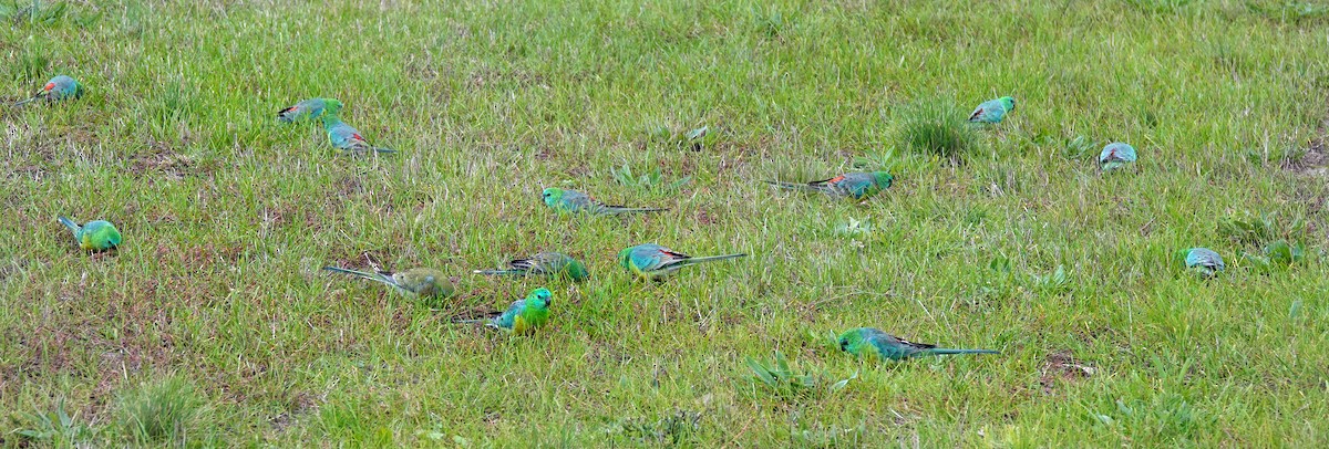 Red-rumped Parrot - ML619976927