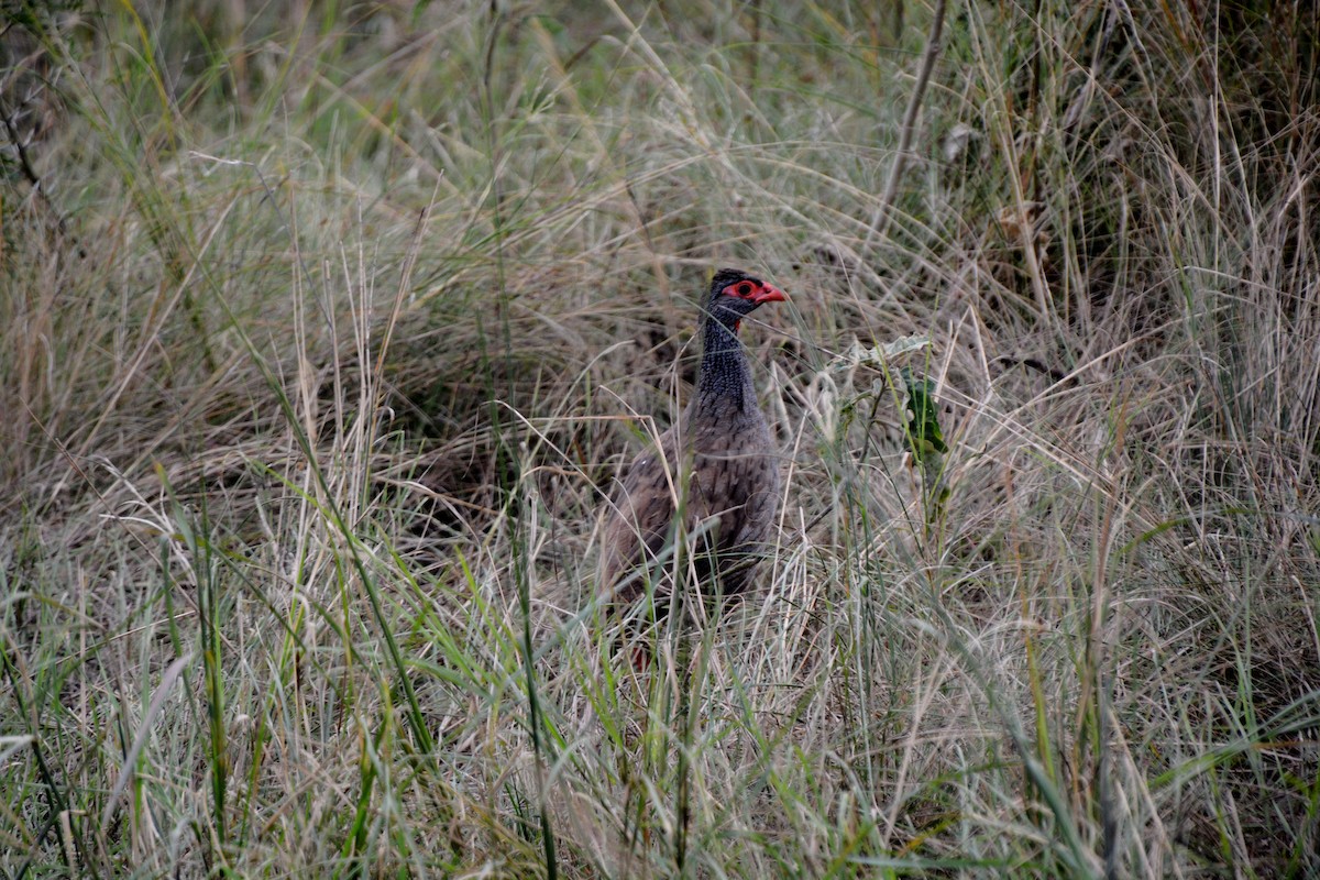 Red-necked Spurfowl - ML619976928