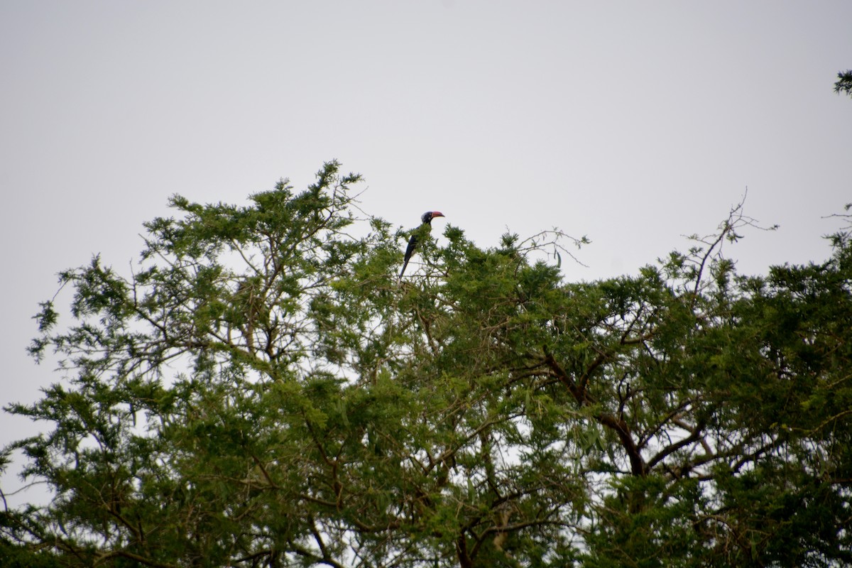 Crowned Hornbill - ML619976933