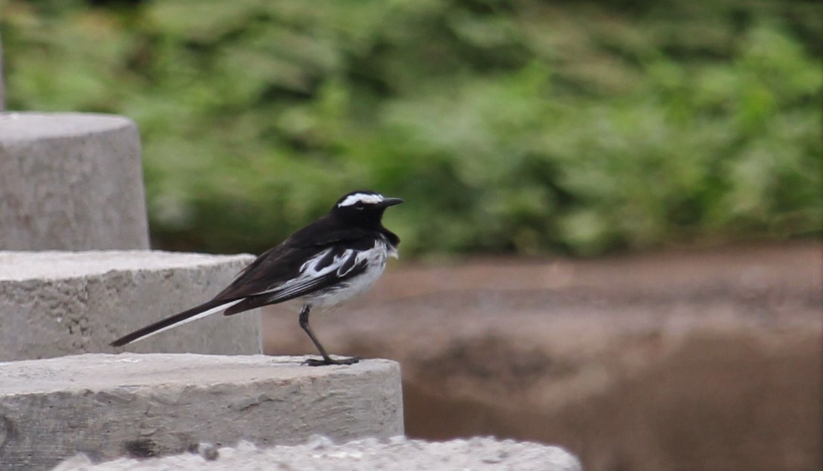 White-browed Wagtail - ML619976973