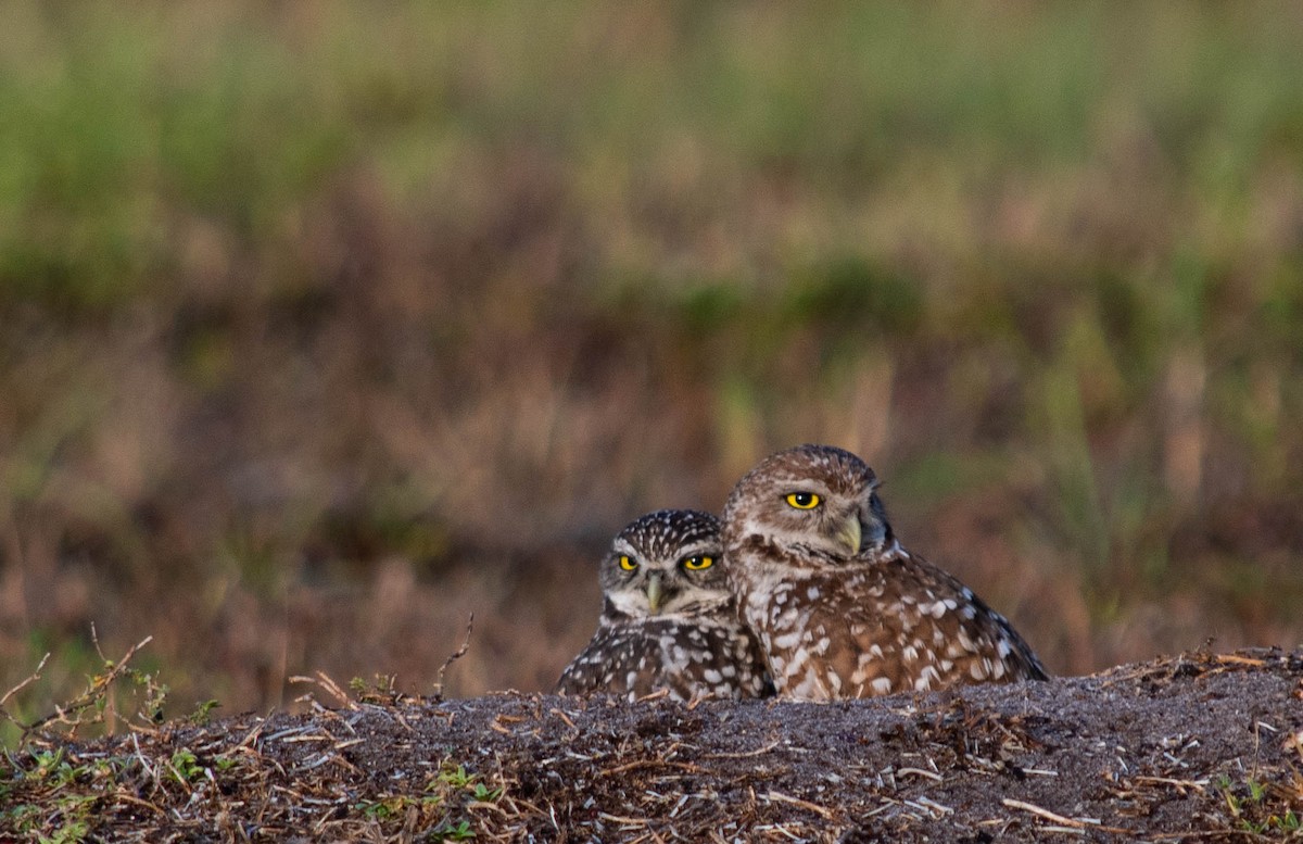 Burrowing Owl - ML619976979