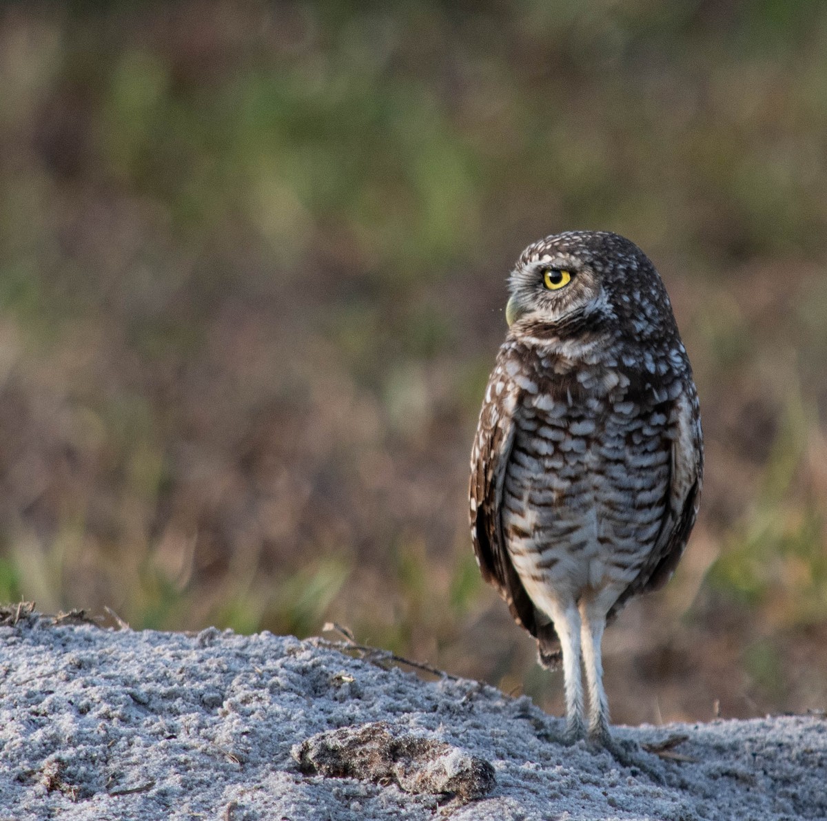 Burrowing Owl - ML619976980