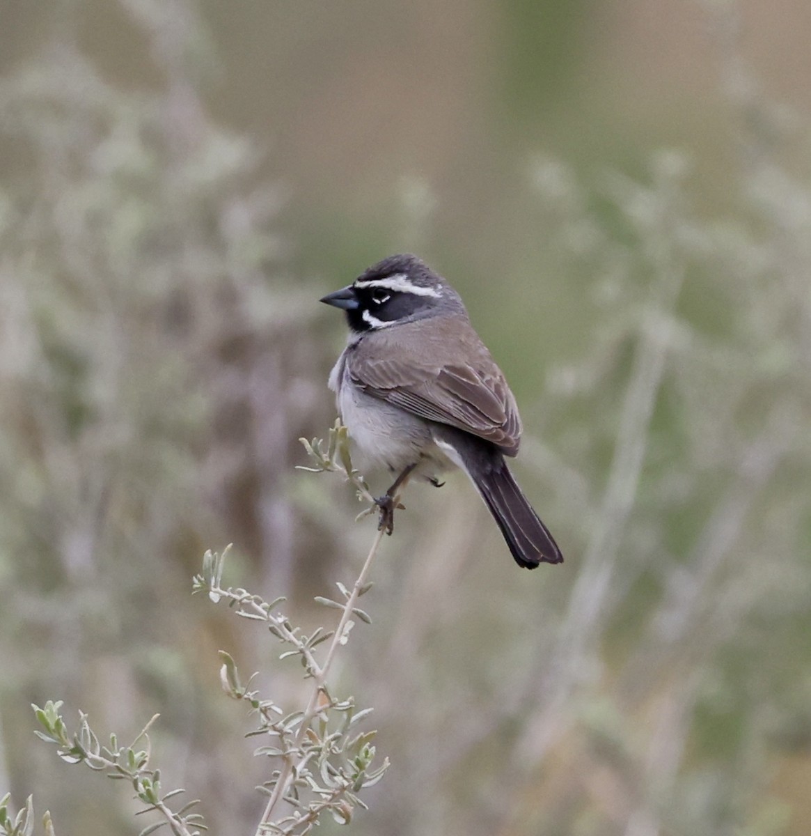 Black-throated Sparrow - ML619976986