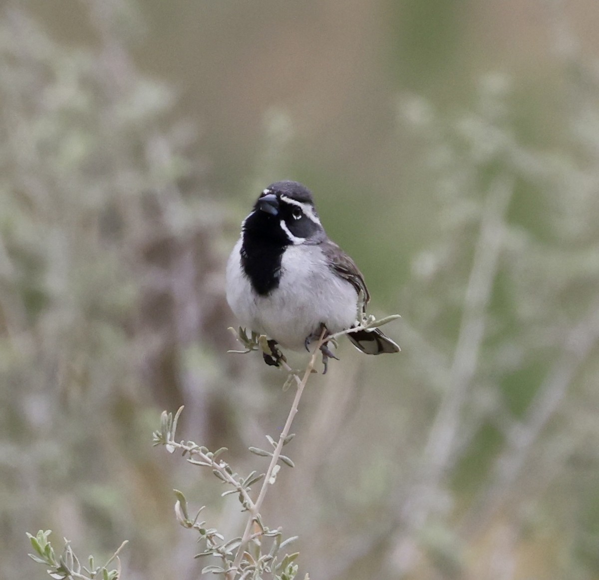 Black-throated Sparrow - ML619976987