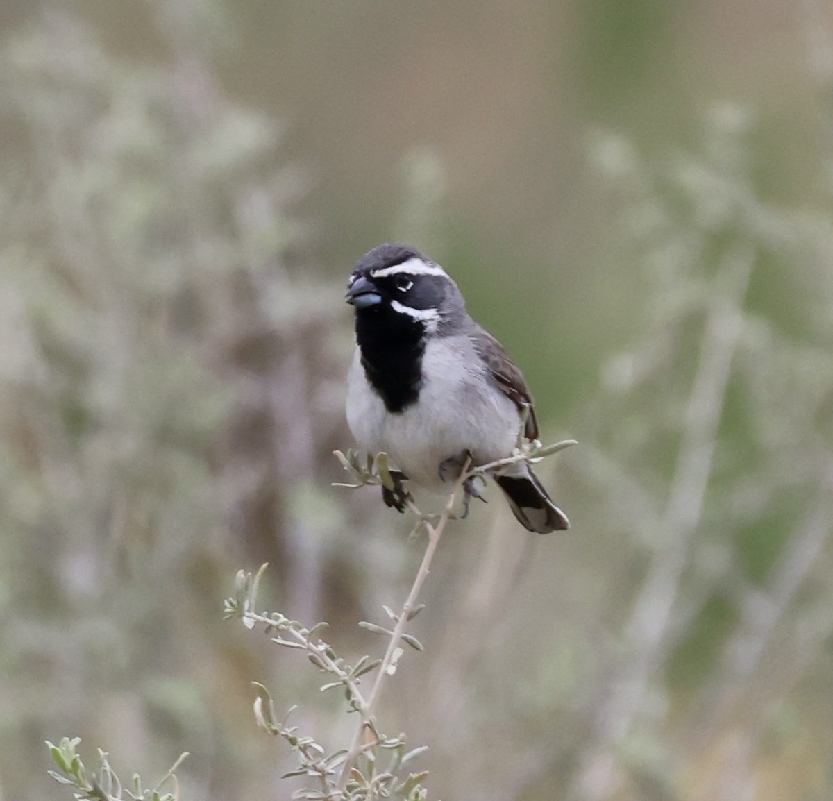 Black-throated Sparrow - ML619976988