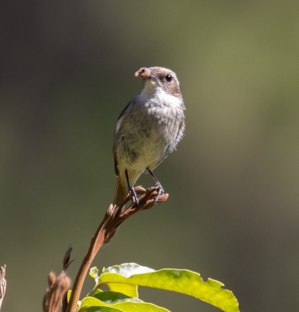 Gray Bushchat - ML619976990