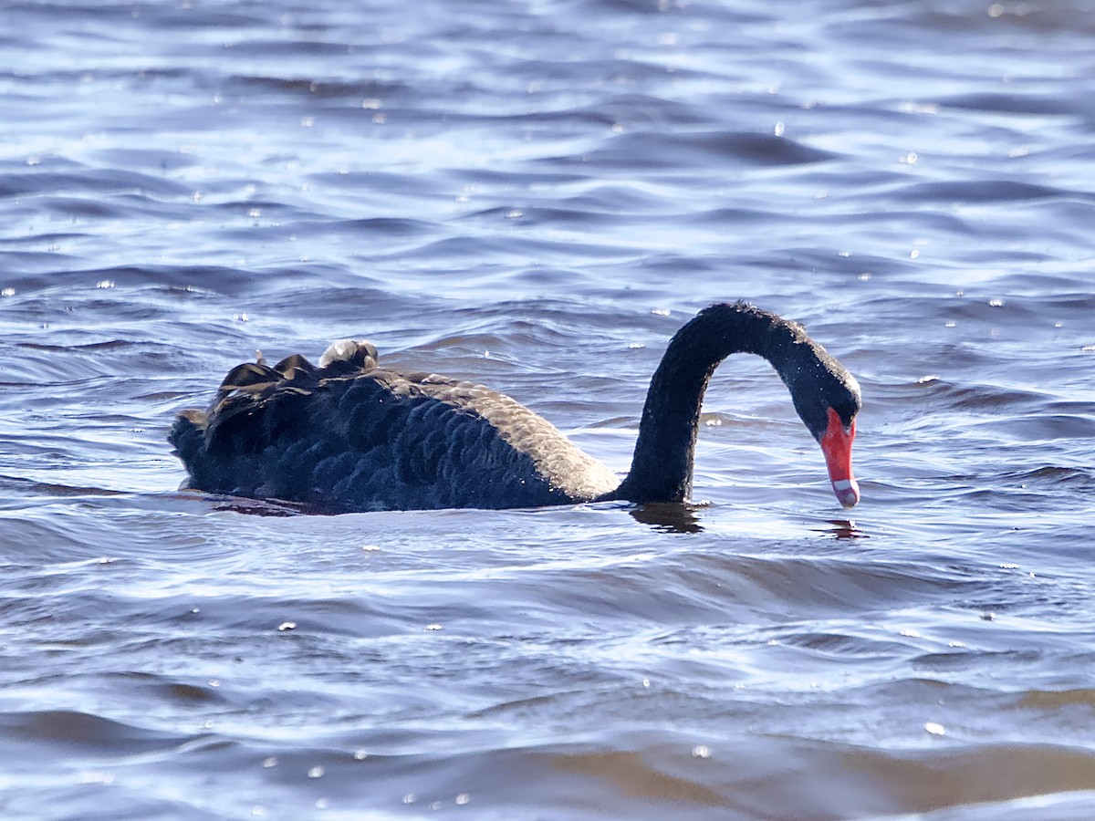 Black Swan - ML619977015