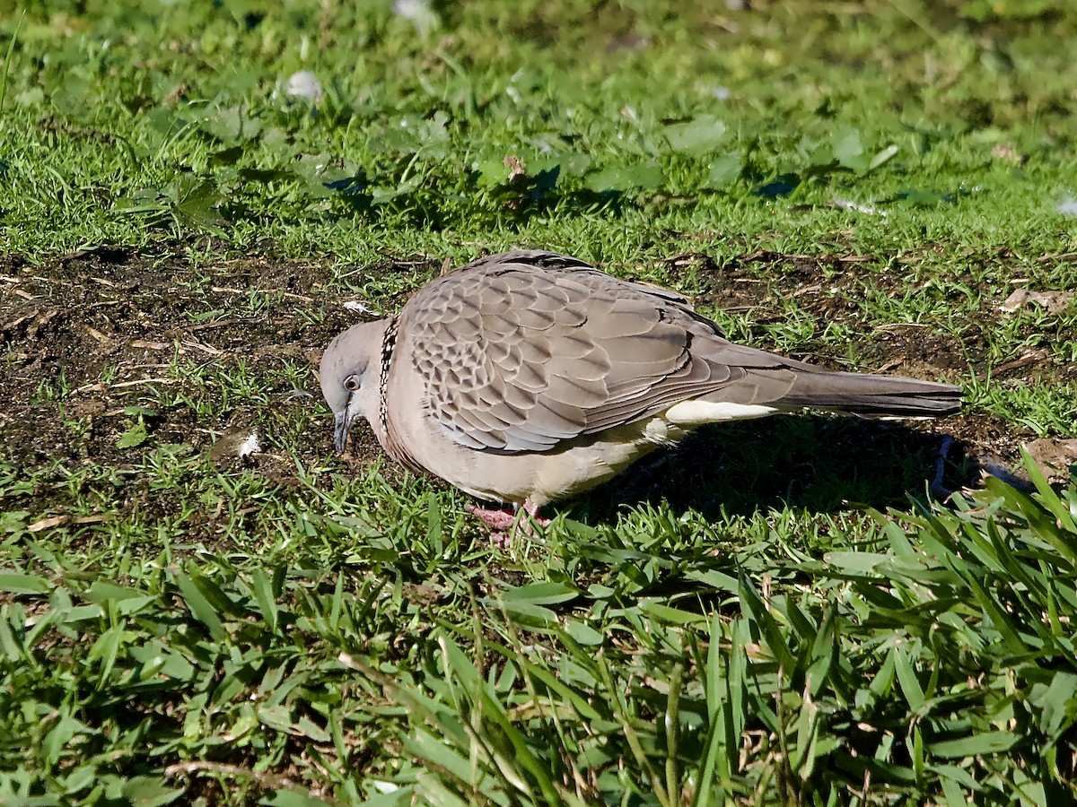 Spotted Dove - ML619977040