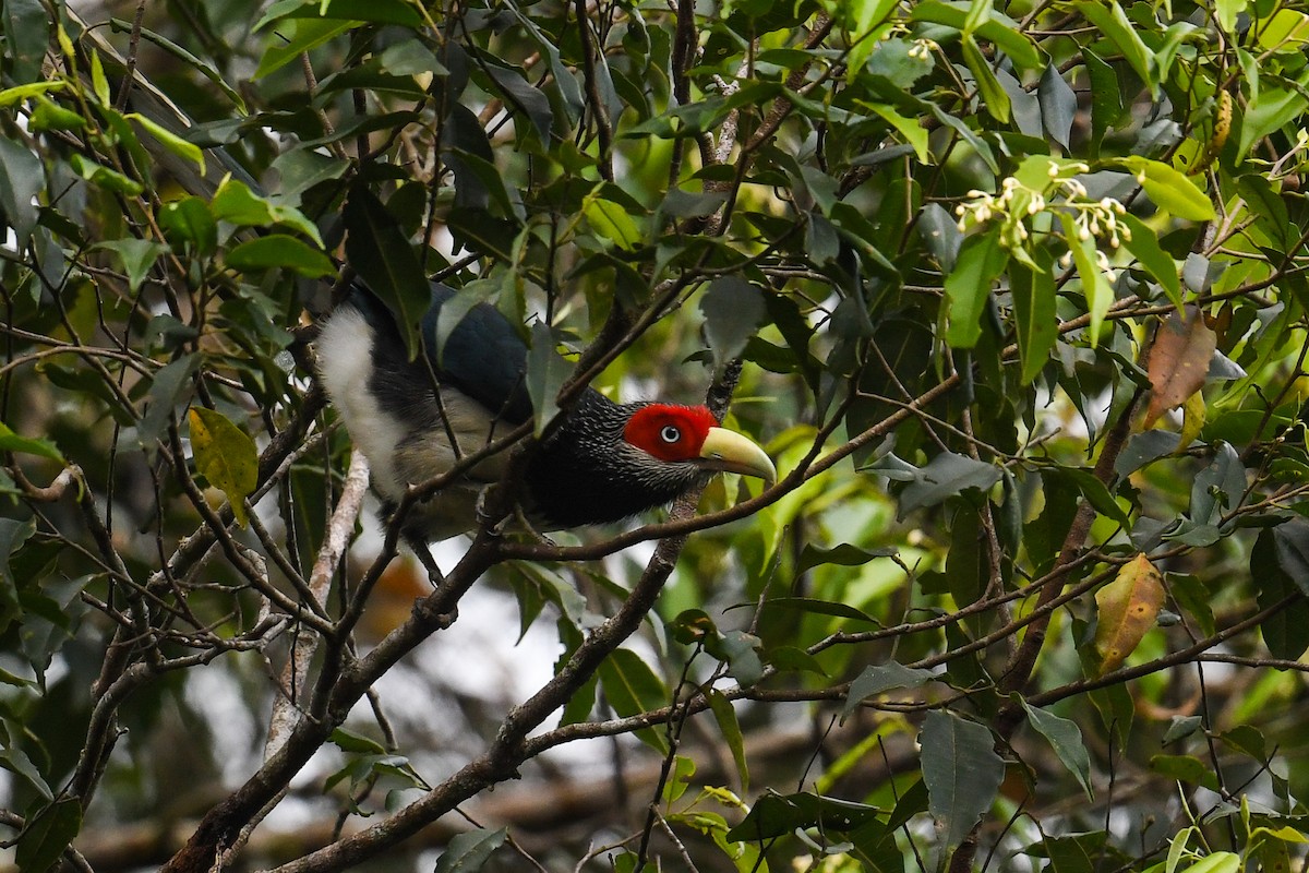 Red-faced Malkoha - ML619977062