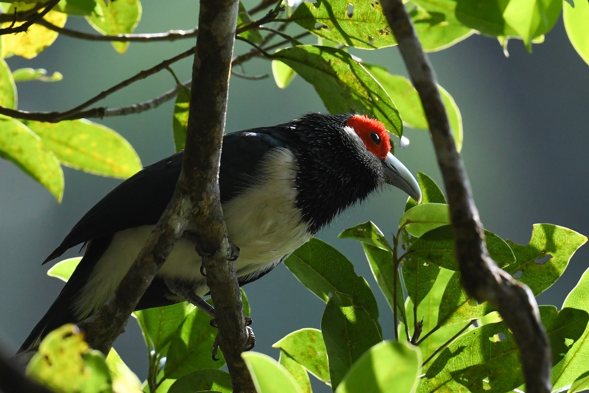 Red-faced Malkoha - ML619977069