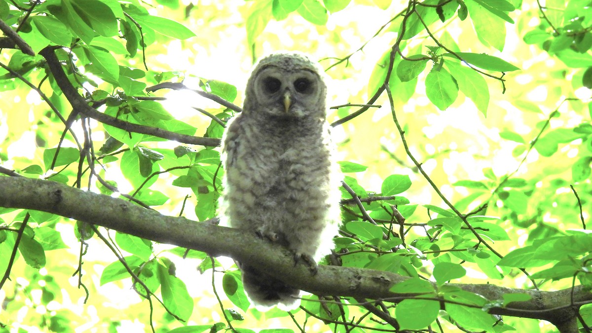 Barred Owl - ML619977101