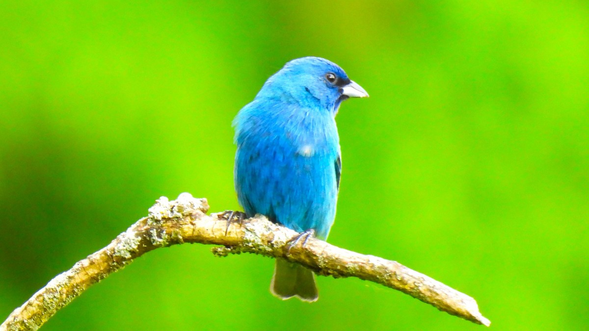 Indigo Bunting - ML619977108