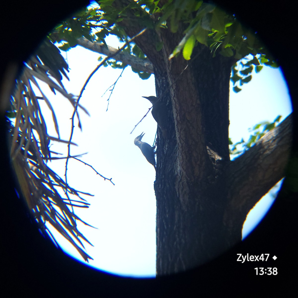 Gray-headed Woodpecker (Gray-headed) - ML619977126