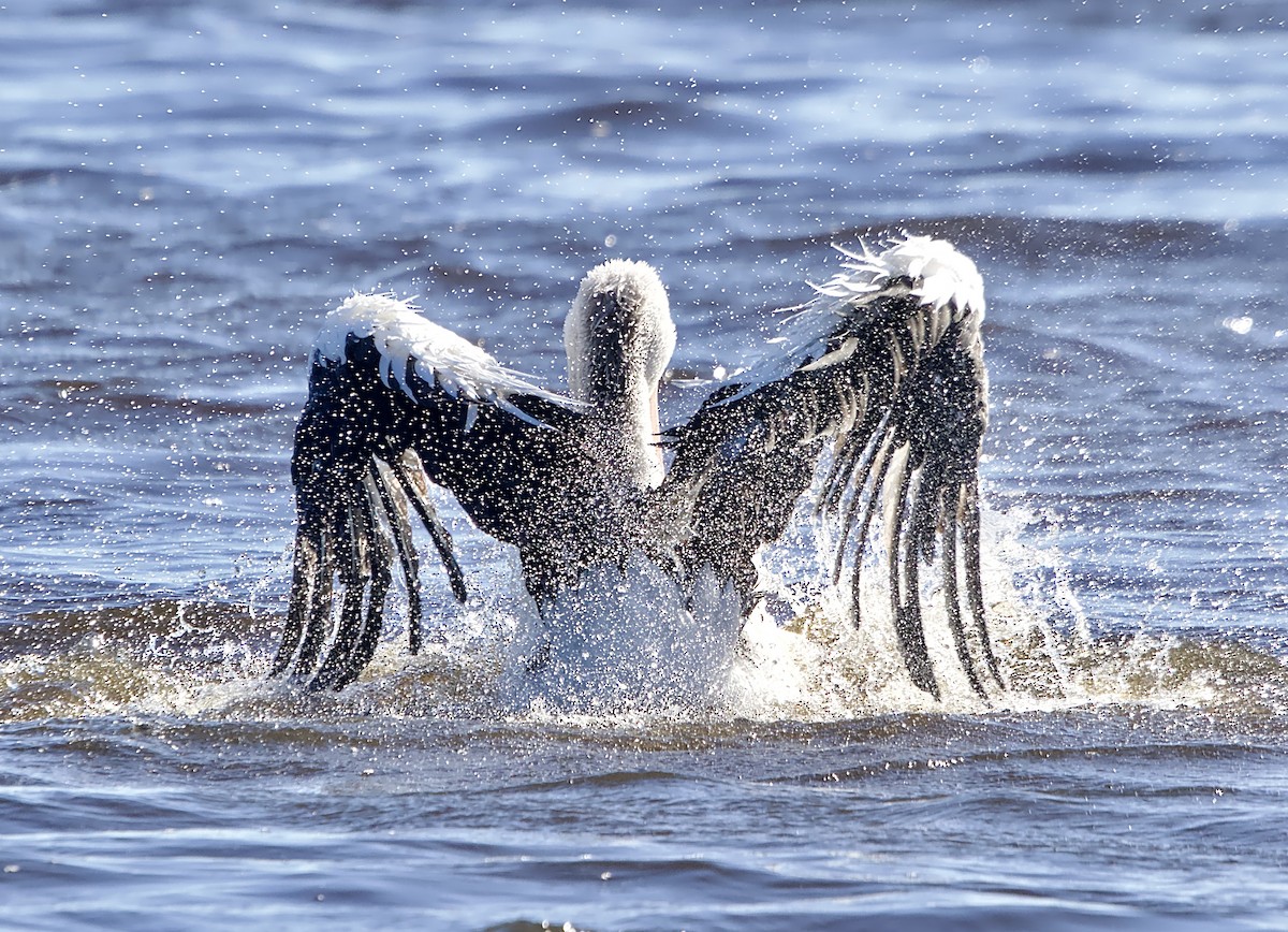 pelikán australský - ML619977127