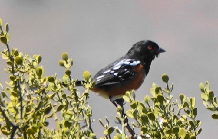 Spotted Towhee - ML619977132
