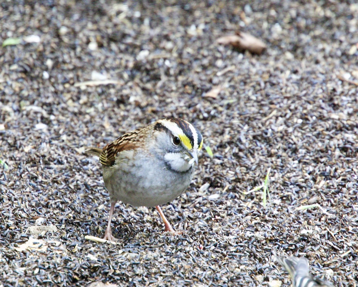 White-throated Sparrow - ML619977148