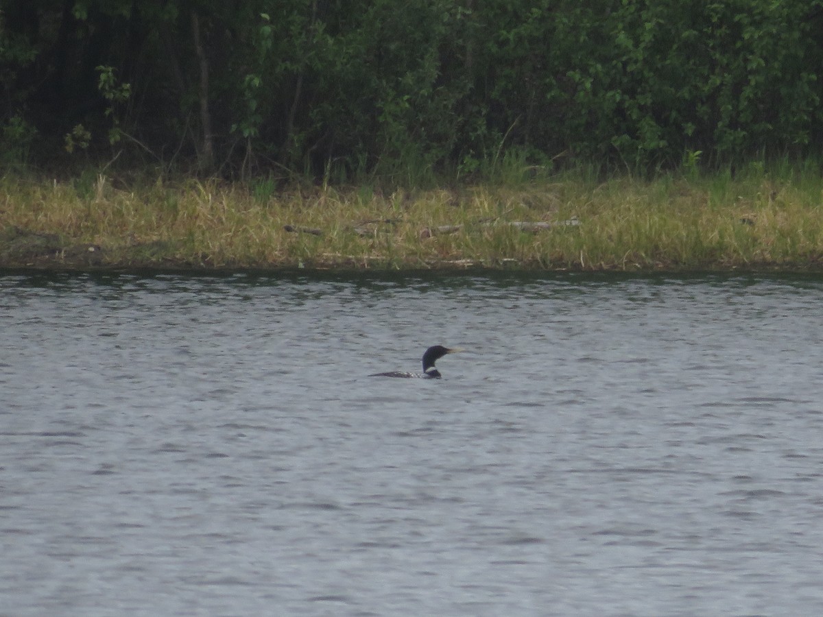 Yellow-billed Loon - ML619977162