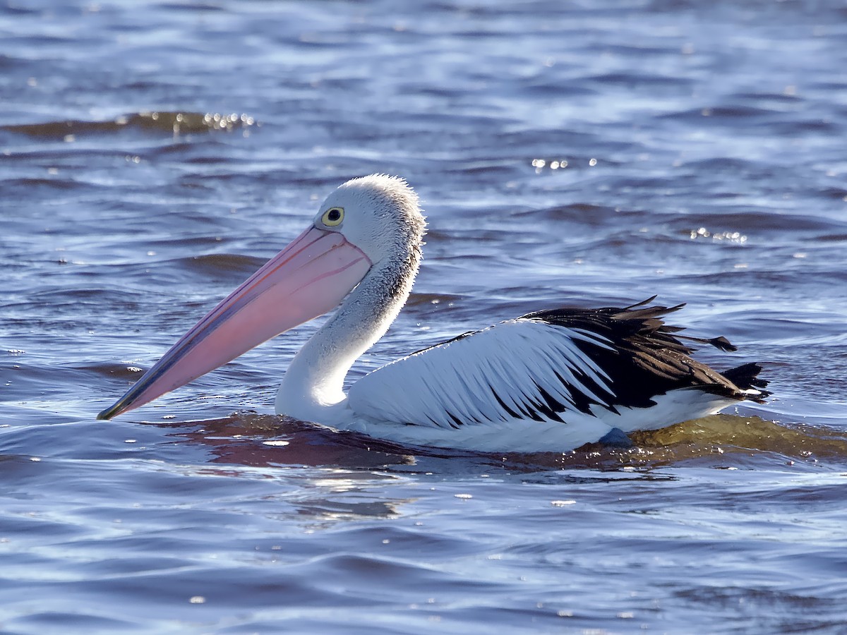 pelikán australský - ML619977168