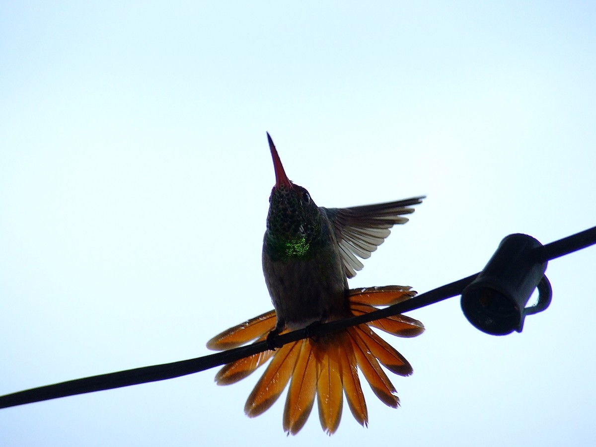 Rufous-tailed Hummingbird - ML619977186