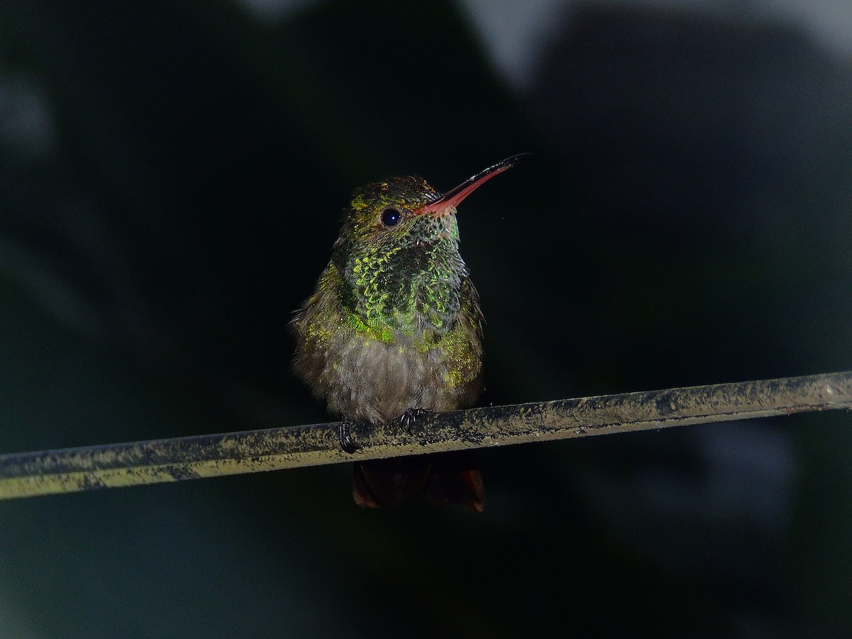 Rufous-tailed Hummingbird - ML619977187