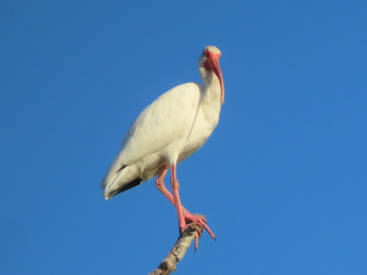 ibis bílý - ML619977213