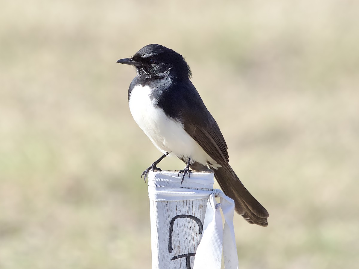 Willie-wagtail - Allan Johns