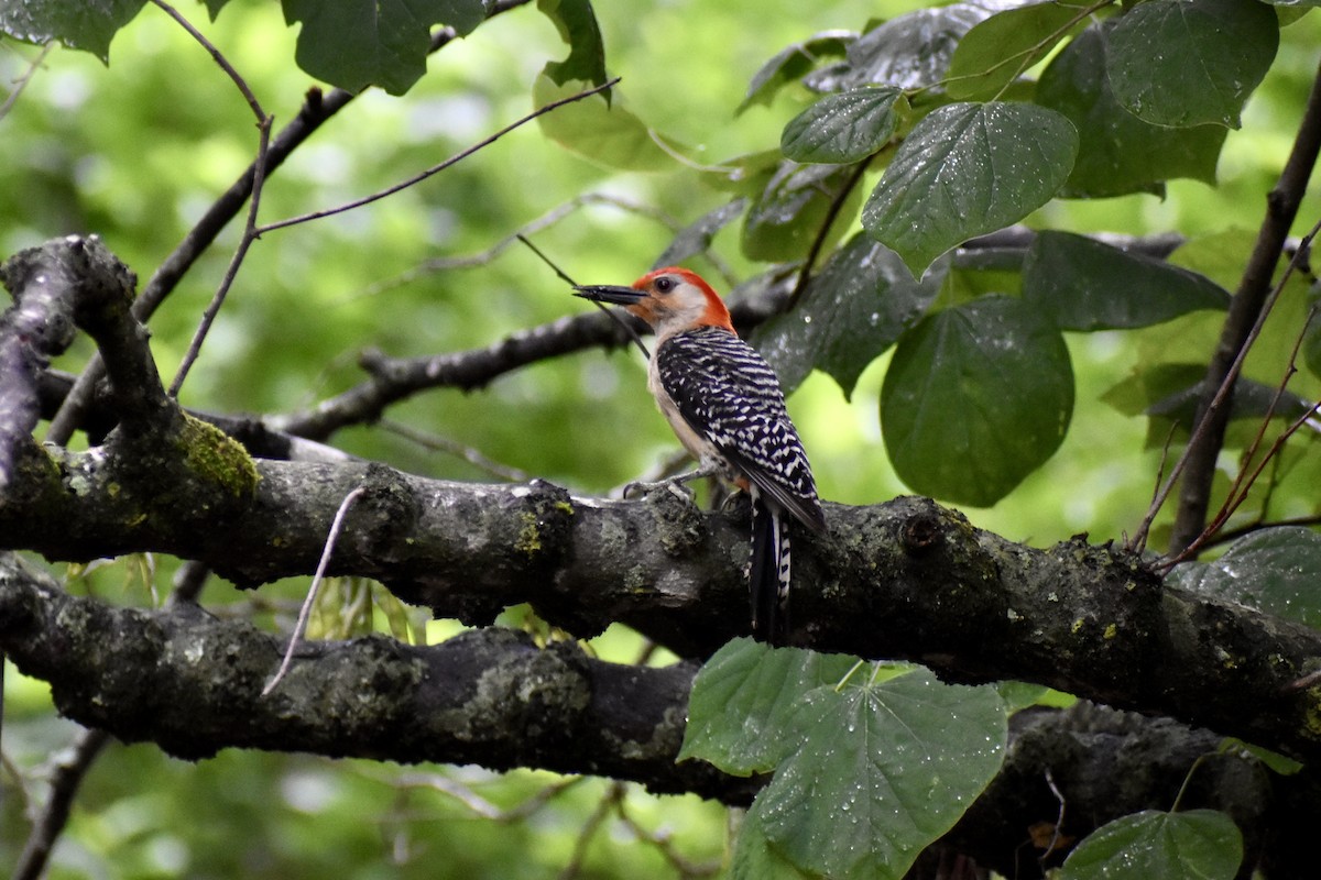 Red-bellied Woodpecker - ML619977224