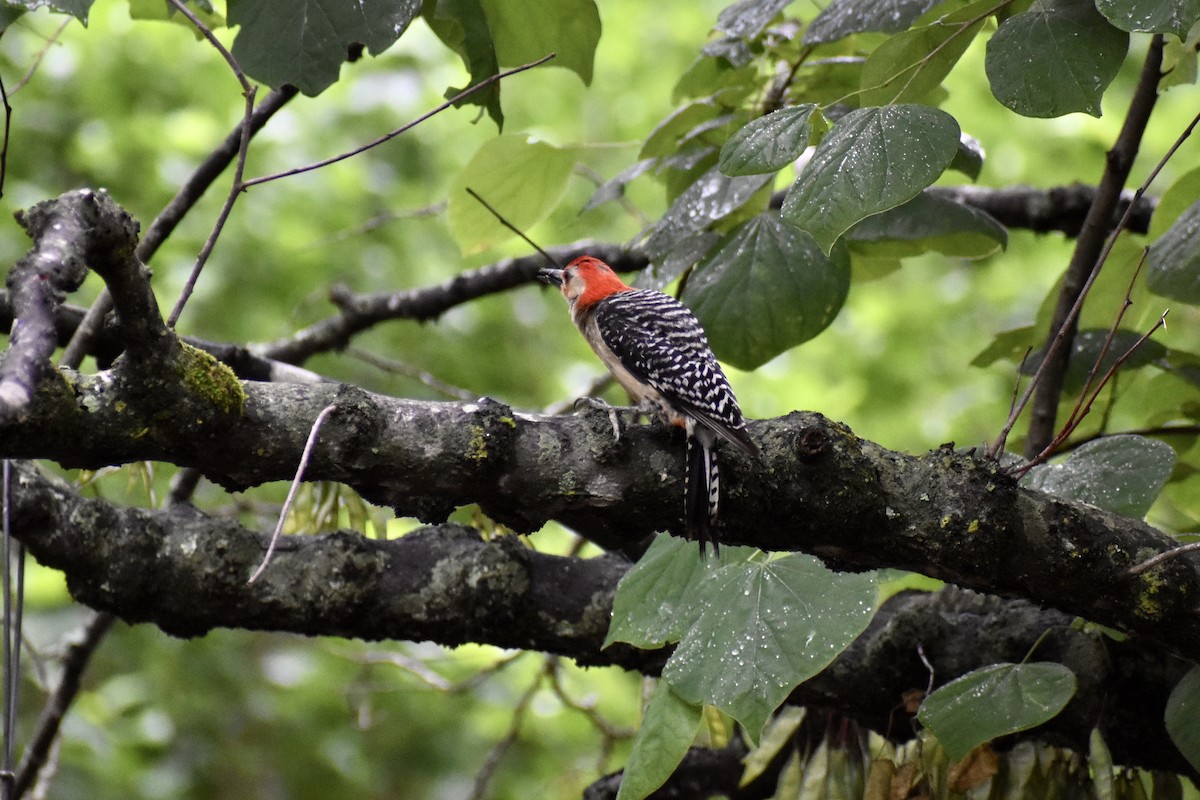 Red-bellied Woodpecker - ML619977225