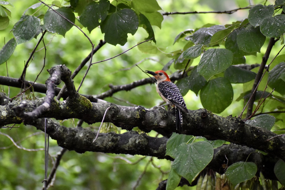 Red-bellied Woodpecker - ML619977226