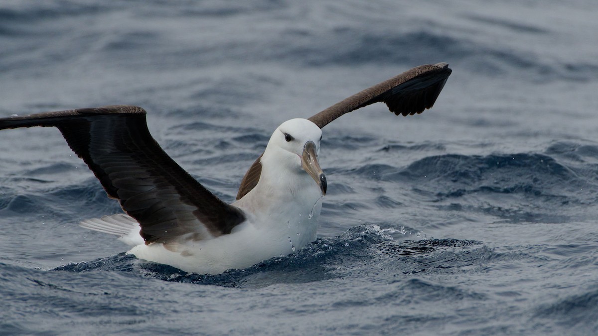 Albatros à sourcils noirs (melanophris) - ML619977232