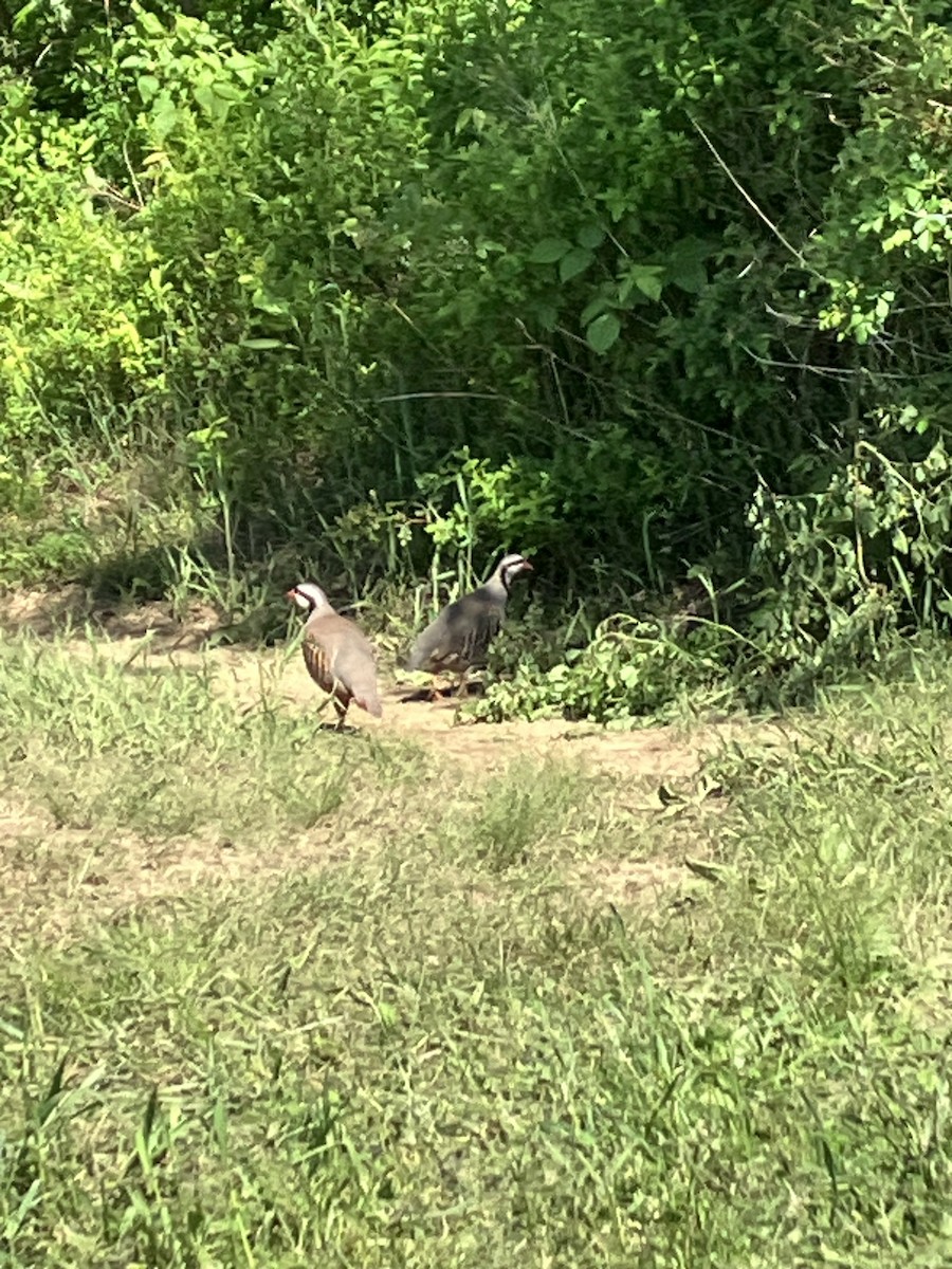 Chukar - ML619977237