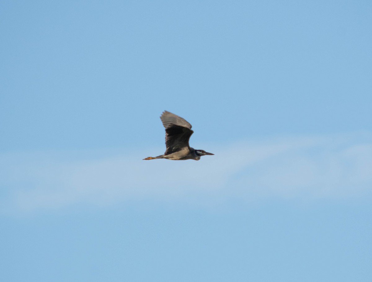 Yellow-crowned Night Heron - ML619977238