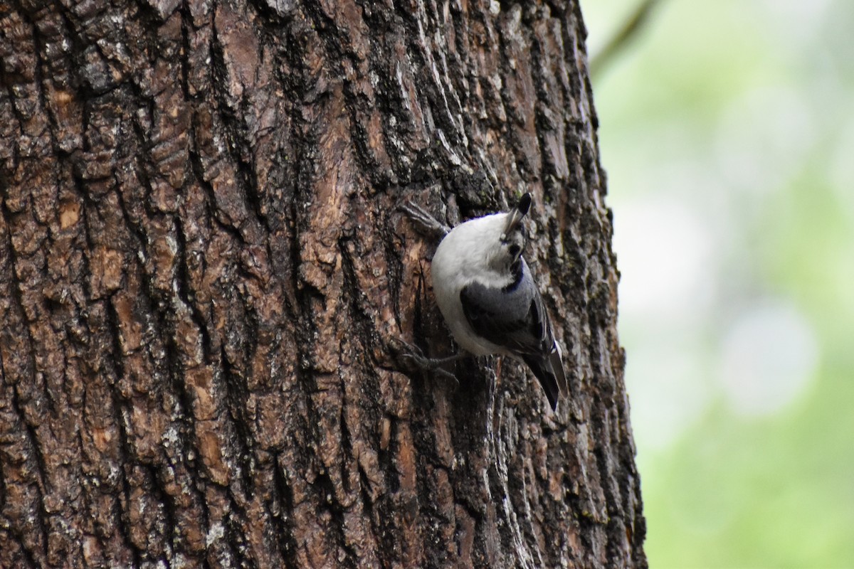 White-breasted Nuthatch - ML619977242