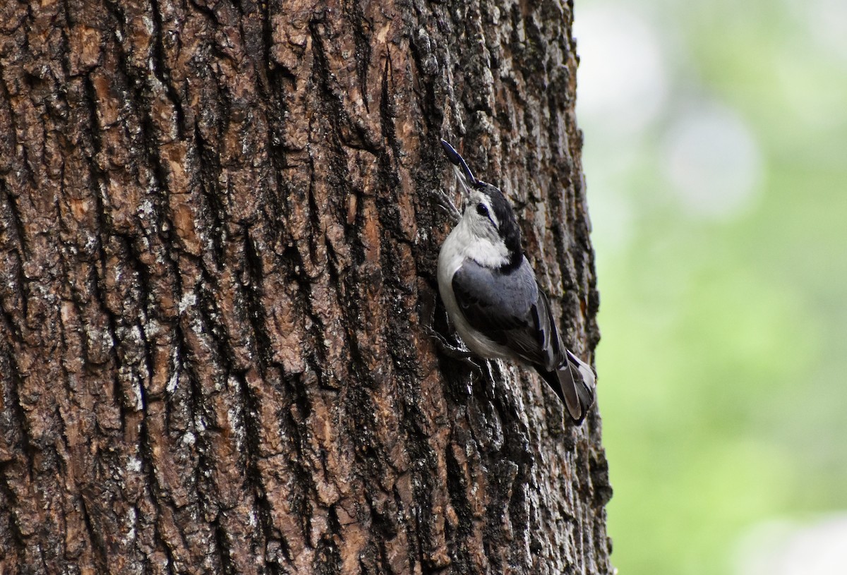White-breasted Nuthatch - ML619977243
