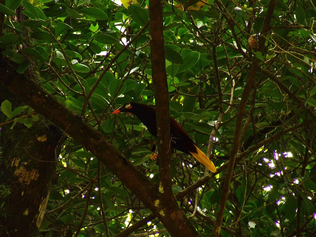 Montezuma Oropendola - ML619977251