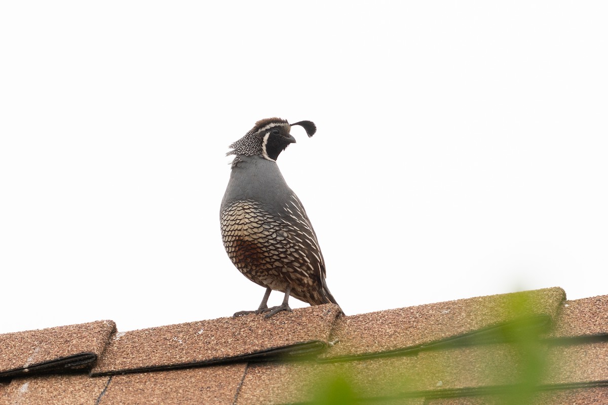 California Quail - ML619977264