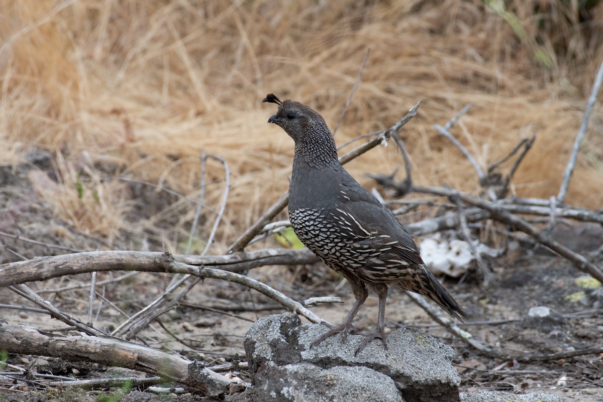 California Quail - ML619977272